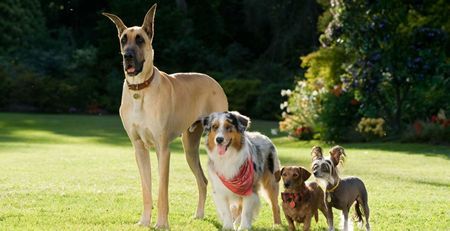 marmaduke1