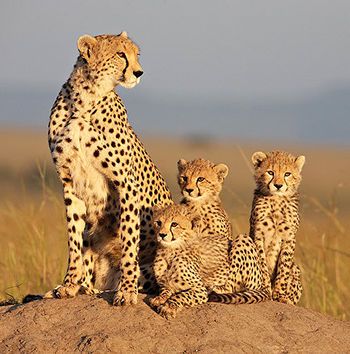 Felinos de África - Disney Nature